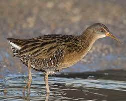 Black Bird With Orange Belly Michigan Clapper Rail I Like Birds Coastal Marsh Field Guide