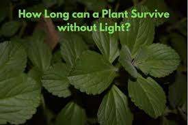 Check spelling or type a new query. How Long Can A Plant Survive Without Light Save Your Plant S Life Flourishing Plants