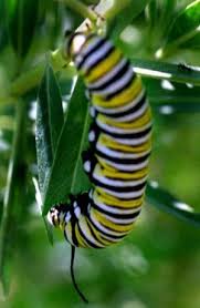 How To Plant Milkweed For Monarch Butterflies Monarch Butterfly Garden Butterfly Plants Milkweed