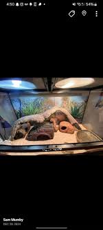 My wife and I recently lost our bearded dragon. He lived a long happy life  but we don't want to get another one. We have two massive colonies of bugs.  One dubia