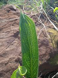 Image result for Stylochaeton