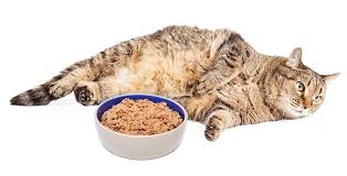 Cat treats for diabetic cats. Your Guide To The Very Best Diabetic Cat Food