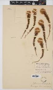 Image result for Hypericophyllum elatum