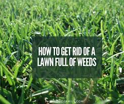 Maybe you would like to learn more about one of these? How To Get Rid Of A Lawn Full Of Weeds Ultimate Guide