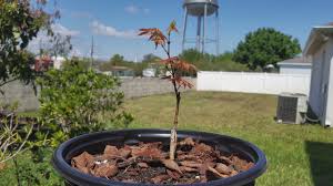 Second growth red over green. Acer Palmatum Beni Hoshi Ruby Star Japanese Maple Youtube