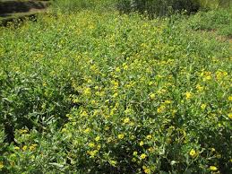 Image result for Guizotia