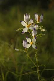 Image result for Exacum oldenlandioides