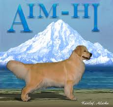 Aim Hi Golden Retrievers Kasilof Alaska Usa