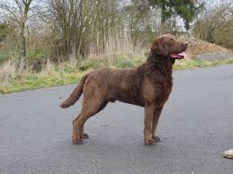 Image result for chesapeake bay retrívr