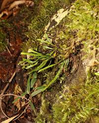 Image result for Grammitis