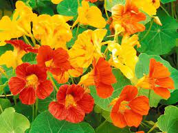 Top 10 Winter Flowers In India 9 Is My Favourite Oct To Nov Sowing