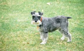 Mix springador springerdoodle standard schnauzer tibetan mastiff vizsla weimaraner welsh corgi mix west highland terrier westiepoo whoodle daily brushing is recommended to maintain a healthy coat and avoid any matting. Schnauzer Burke S Backyard