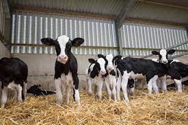 Boosting Early Calf Nutrition May Yield Significantly More Milk