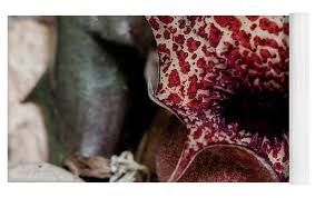 Image result for Huernia hislopii