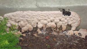 In fact, biguanide can help get rid of it, if that's the system you're already using in your pool. Slime Molds