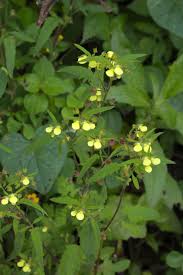 Image result for Calceolariaceae