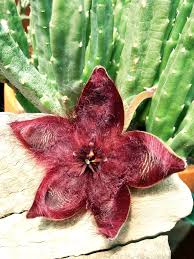 Image result for Tridentea marientalensis