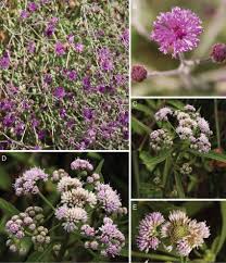 Image result for Erlangea