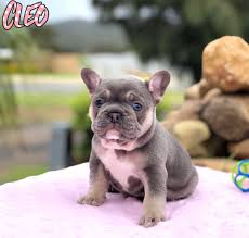 We also offer stud service to select females. French Bulldog Puppies French Bulldog Pups French Bulldog For Sale