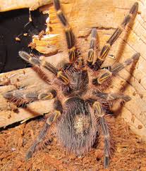 What size are pink toe tarantulas? 7 Oldest Spiders In The World Oldest Org