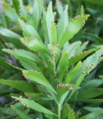 Image result for Phyllanthus polyanthus