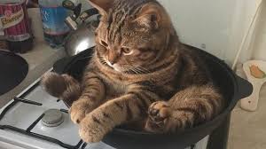 Kucing lucu 5 menit video tingkah lucu … перевести эту страницу. 6 Tingkah Lucu Kucing Saat Di Rumah Mau Marah Tapi Gemesin Citizen6 Liputan6 Com