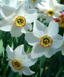 Narcissus Pheasant S Eye Poeticus Narcissi Botanically Known As Poeticus Var Recurvus Pheasant S Eye Was Introduc Bulb Flowers Narcissus Narcissus Flower
