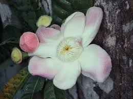Image result for Lecythidaceae