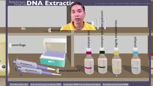 Each cell in a strawberry 2. Dna Extraction Virtual Lab Youtube
