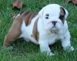 Four week old english bulldog puppies in a wicker basket with stuffed toys. Lovable 2 3 Months Old English Bulldog Las Vegas Us En Oc2o