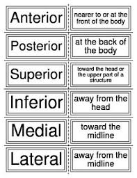 Use your terminology book or other reference of medical terms to create your cards. Body Directions Planes Cavities And Regions Vocab Flash Cards For Anatomy Medical Terminology Medical Education Emt Study