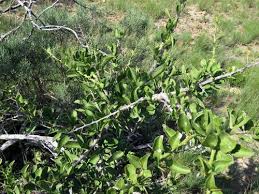 Image result for Gymnosporia buxifolia