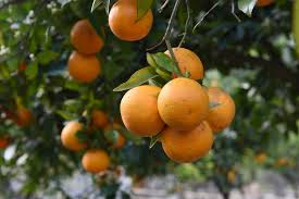 Image result for Citrus reticulata