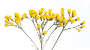 Image result for Helichrysum lastii