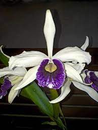 Pin On Exotic Flowers