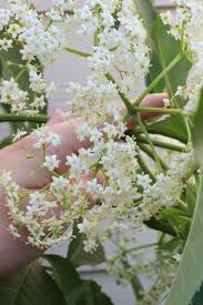 Are elderflower tea benefits as good as elderberry syrup? Make Elderflower Tea From Fresh Flower Petals Or Dried