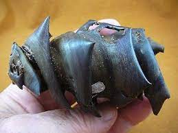 The port jackson shark (heterodontus portusjacksoni) is a nocturnal, oviparous (egg laying) type of bullhead shark of the family heterodontidae, found in the coastal region of southern australia, including the waters off port jackson. S800 101 4 Kangaroo Island Port Jackson Shark Egg Case Casing Heterodontus Ebay