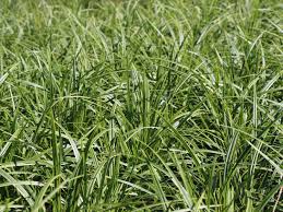 Weissrandige Segge Japan Segge Icedance Carex Foliosissima Icedance Anpflanzung Naturnaher Garten Stauden