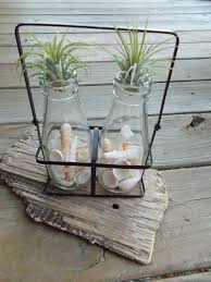 Air Plant Tillandsia Air Plant Display Milk Bottles Crate Shells House Plant Succulent Planter Garden Air Plant Display Air Plants Plants In Bottles