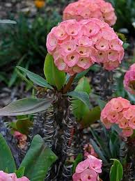 Image result for euphorbia flowers