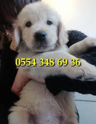 Antalya Golden Retriever Ilanlari Satilik Kopek Ilanlari