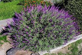 Salvia Leucantha Mexican Bush Sage Non Native Herbaceous Evergreen Shrub Water Controls Vigor Attracts H Salvia Plants Low Water Gardening Xeriscape Plants
