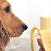 You don't want them filling up there is nothing wrong with your dog eating a snack of celery from time to time. 1