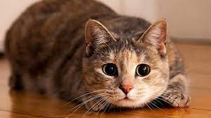 Arti mimpi menangkap ikan koi. Cat Bermimpi Apa Itu Kucing Bermimpi Tentang Kucing