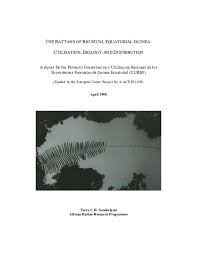 Image result for Eremospatha cuspidata