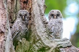 Photographer Captures Rare Owls Nesting Breeding In Cook County Chicago News Wttw The free images are pixel perfect to fit your design and available in both png and vector. photographer captures rare owls nesting