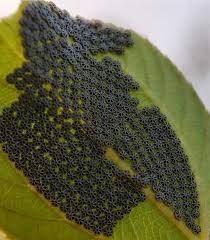 Satyaa, pari — rama rama 06:49. Fakta Belaka Telur Rama Rama Spesis Mourning Cloak Facebook