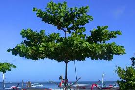 Daun ringkas mempunyai satu daun tunggal. Berikut 7 Jenis Tanaman Yang Tumbuh Di Daerah Pantai
