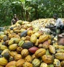De La Feve De Cacao Au Chocolat Les Cabosses De Cacao Vegetables Corn Food
