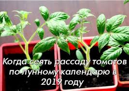 когда сеять помидоры на рассаду по лунному календарю 2019 Kogda Seyat Tomaty Na Rassadu Po Lunnomu Kalendaryu V 2019 Godu Tomaty Yavlyayutsya Samymi Rasprostranyonnymi Ovoshami U Ogorodnikov Ved Oni Ochen Rasteniya Sovety I Sadovodstvo